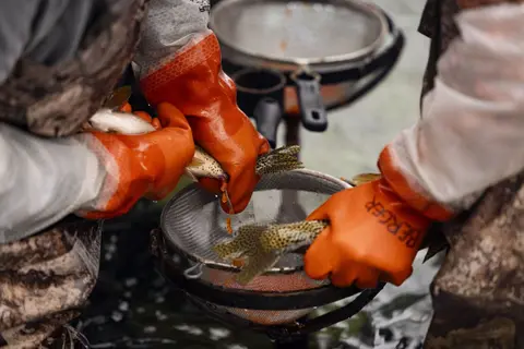 People wearing orange gloves handle fish over mesh strainers.