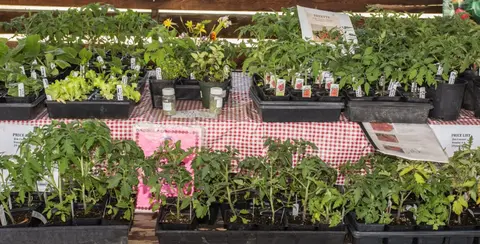 Various plant starts and tomato seedlings in pots displayed on a table with a red and white checkered tablecloth.