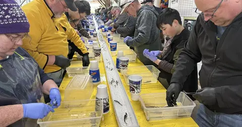 People sort fish along a long trough filled with water.