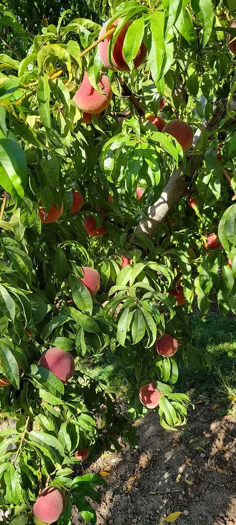A tree branch laden with ripe peaches and green leaves.