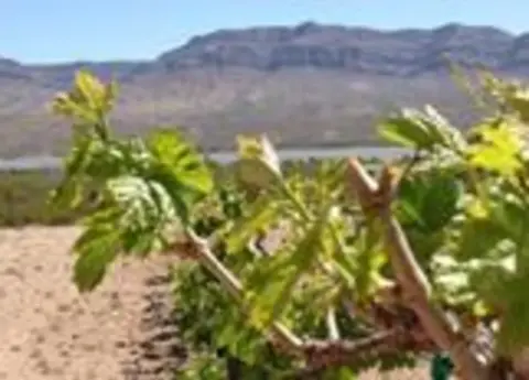 A close-up of green vine shoots with mountains in the background.