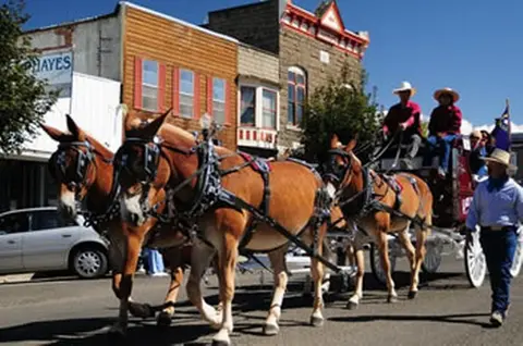 A team of mules pulls a carriage down a town street.