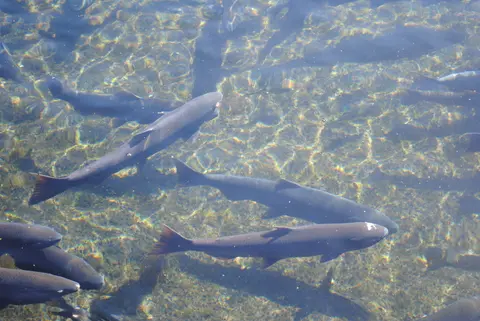 Several salmon swim in clear, shallow water.