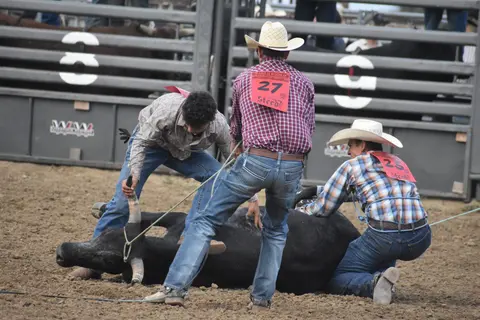 Three cowboys wrestle a steer in a rodeo arena.