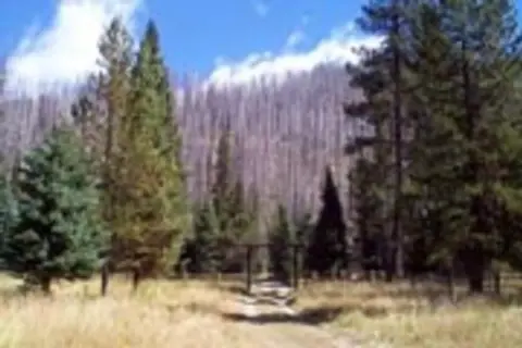 A dirt path leads through a grassy area and pine trees toward a forest of standing dead trees.