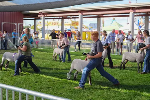 Several youth handlers show lambs on the grass in an outdoor arena with spectators.