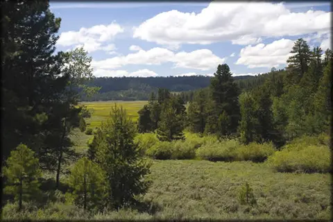 A scenic view of a grassy meadow surrounded by pine trees under a cloudy sky.