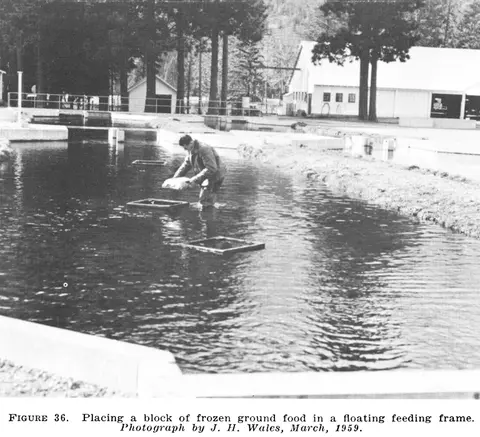 A historic photograph showing a person placing food in a floating feeding frame.