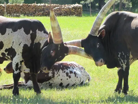 Two cattle with large horns face each other in a field.