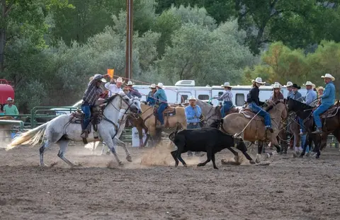 Cowboys on horseback rope a calf in an outdoor arena.