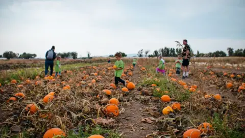 People picking pumpkins in a field.