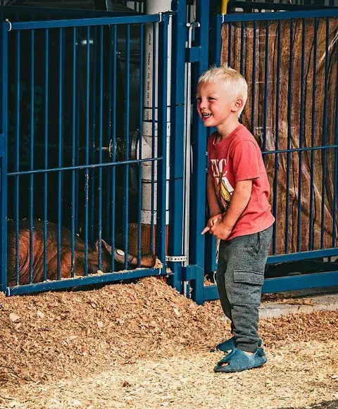 A young boy laughs while standing near a pen with an animal inside.