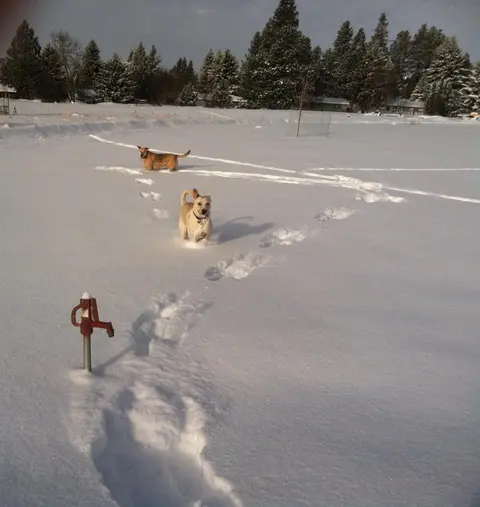 Two dogs running through a snowy field with trees in the background.