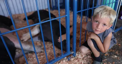 A young boy pets a pig inside a pen.