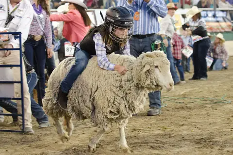 A child wearing a helmet rides a sheep in an arena with spectators watching.