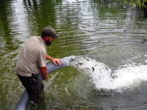A man releases fish into a body of water from a large hose.