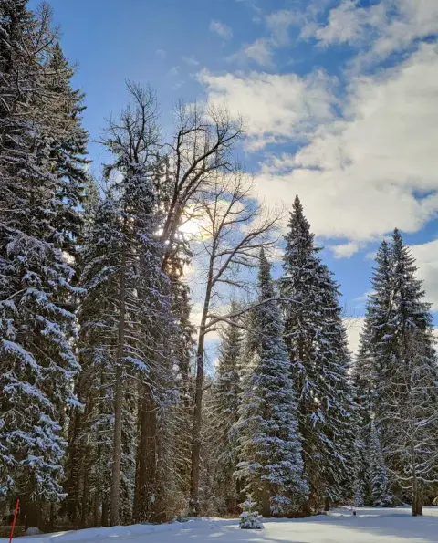 A view of snow-covered evergreen trees under a bright cloudy sky.