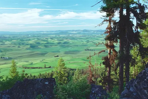 A scenic view of rolling green hills from a high vantage point with trees in the foreground.