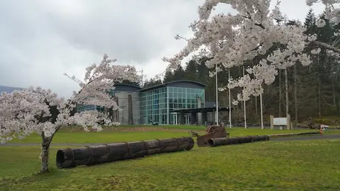 A modern glass building framed by blooming cherry trees with old wooden pipes on the lawn.
