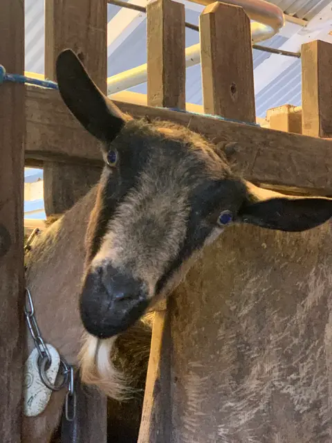 A goat looks out from inside a wooden stall.
