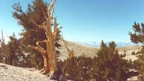 A twisted old tree stands in a mountainous landscape under a clear sky.