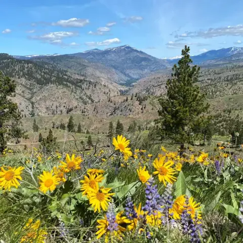 A landscape photograph showing yellow wildflowers blooming in the foreground with mountainous terrain and a valley in the background.