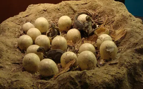 A diorama showing dinosaur eggs in a nest with hatchlings.