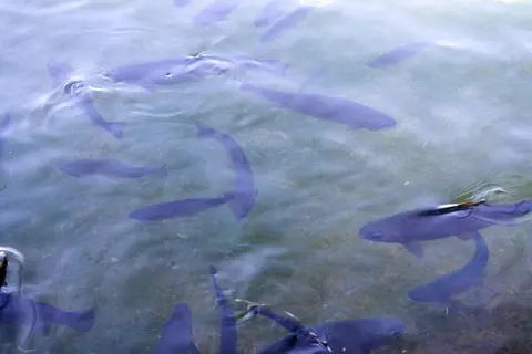 Fish swim in clear water.