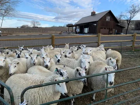 A flock of sheep stands in a pen outside a large wooden barn.