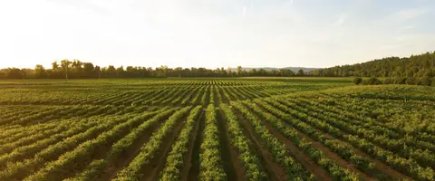 An aerial view of neat rows of crops in a large field.