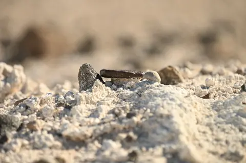 A close-up shot of small rock formations on sandy ground.