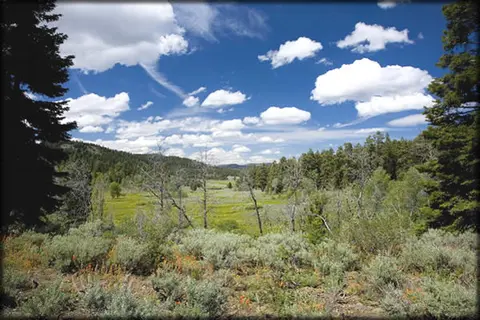 A scenic view of a grassy valley surrounded by pine trees under a partly cloudy blue sky.