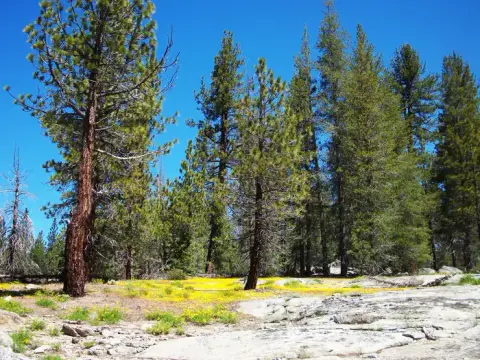 A forest landscape with tall pine trees and a clearing with yellow wildflowers.
