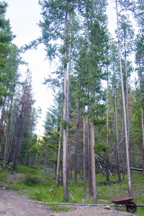 A forest scene with tall pine trees and a wheelbarrow in the foreground.