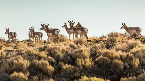 A herd of pronghorn stands on a grassy ridge in a natural landscape.