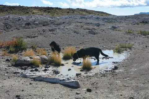 Two dogs drink from a muddy puddle in a barren landscape.