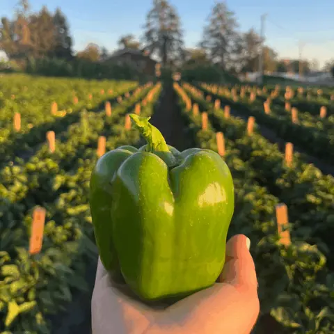 A hand holding a fresh green bell pepper in a farm field.