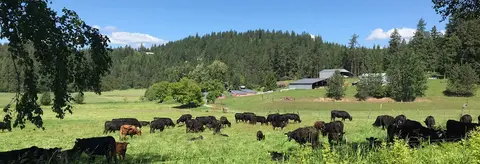 A large herd of cattle grazes in a green pasture before a forested hill.