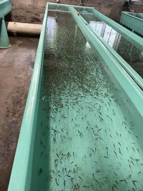 A long indoor trough filled with water contains many small fish.