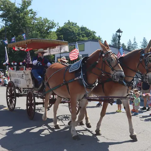 A team of mules pulls a decorated carriage in a parade.