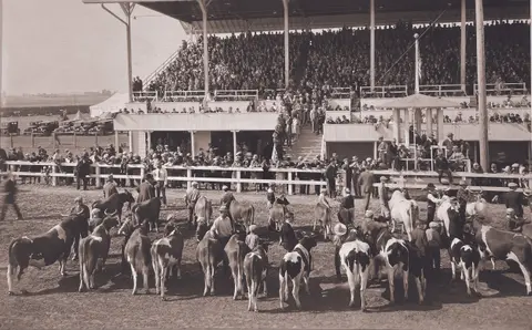 A historic photograph shows a cattle judging event with a large crowd in the grandstand.