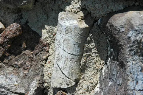 Dinosaur bone detail, Fossil Cabin.