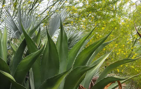 A close-up view of large green agave leaves and other desert plants.