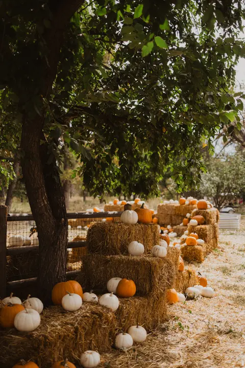 Pumpkins are displayed on stacks of hay bales under a tree.