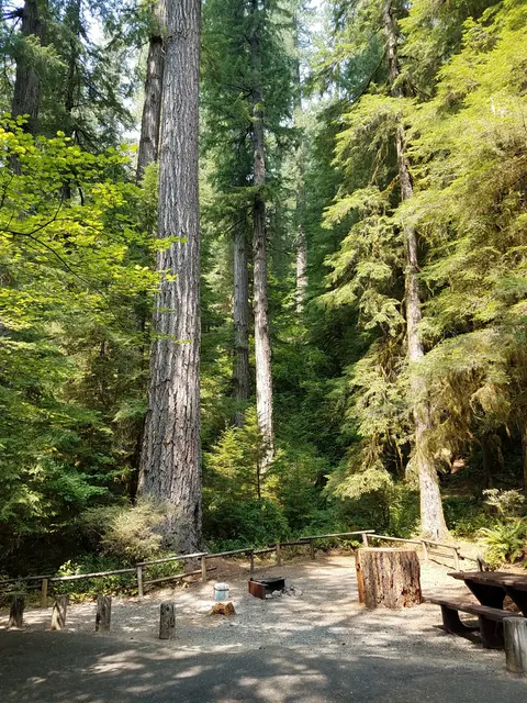 A campsite surrounded by tall trees in a forest.