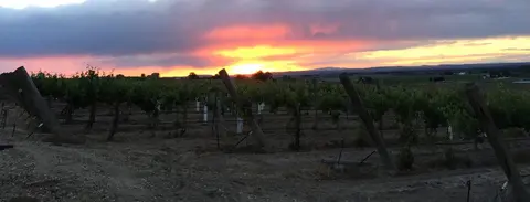 A view of a vineyard at sunset.