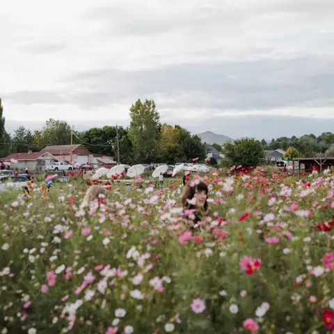 People stand among blooming cosmos flowers in a field with buildings and trees in the background.