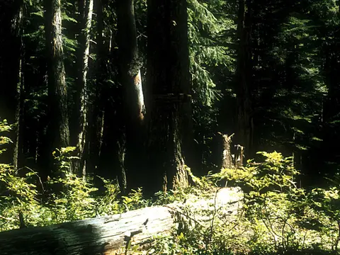 A dense forest scene with tall trees and a fallen log on the ground.