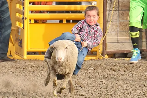 A young boy rides a sheep during a rodeo event.