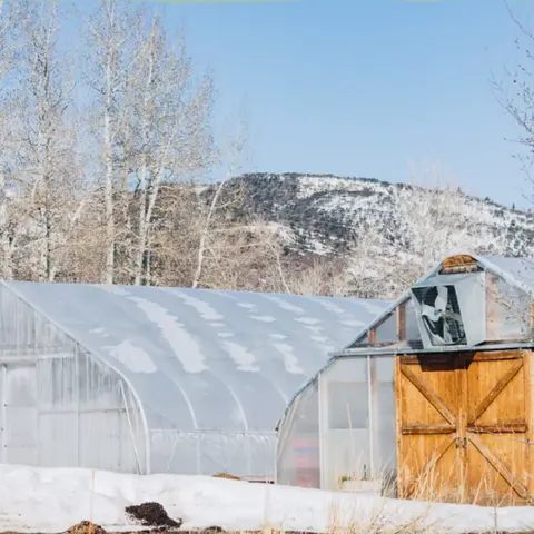 Greenhouses in a snowy landscape with bare trees and a mountain in the background.